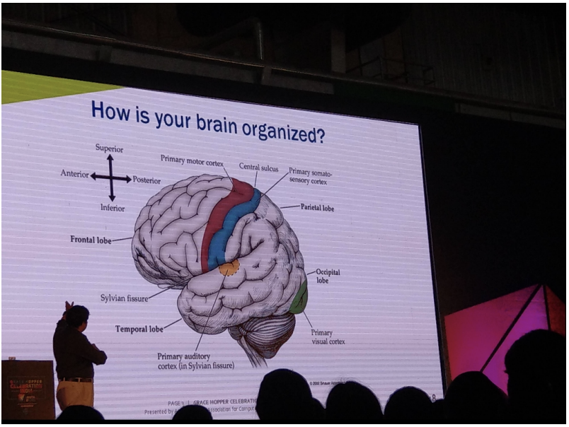 Brain